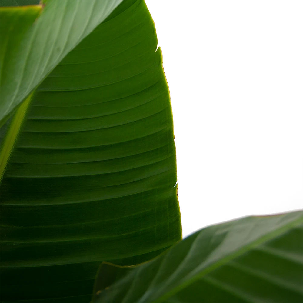 Strelitzia Nicolai - Paradijsvogelpant - P32 H170 - Kamerplant 2 Strelitzia Nicolai - Paradijsvogelpant - P32 H170 - Kamerplant - Afbeelding 2