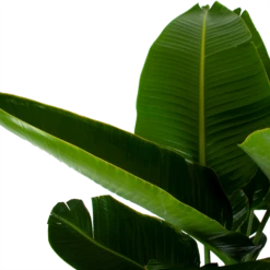 Strelitzia Nicolai - Paradijsvogelpant - P32 H170 - Kamerplant 6 Strelitzia Nicolai - Paradijsvogelpant - P32 H170 - Kamerplant -Plantenzadenmest Winkel strelitzia nicolai paradijsvogelpant p32 h170 6