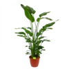 Strelitzia Nicolai - Paradijsvogelpant - P36 H170 - Kamerplant