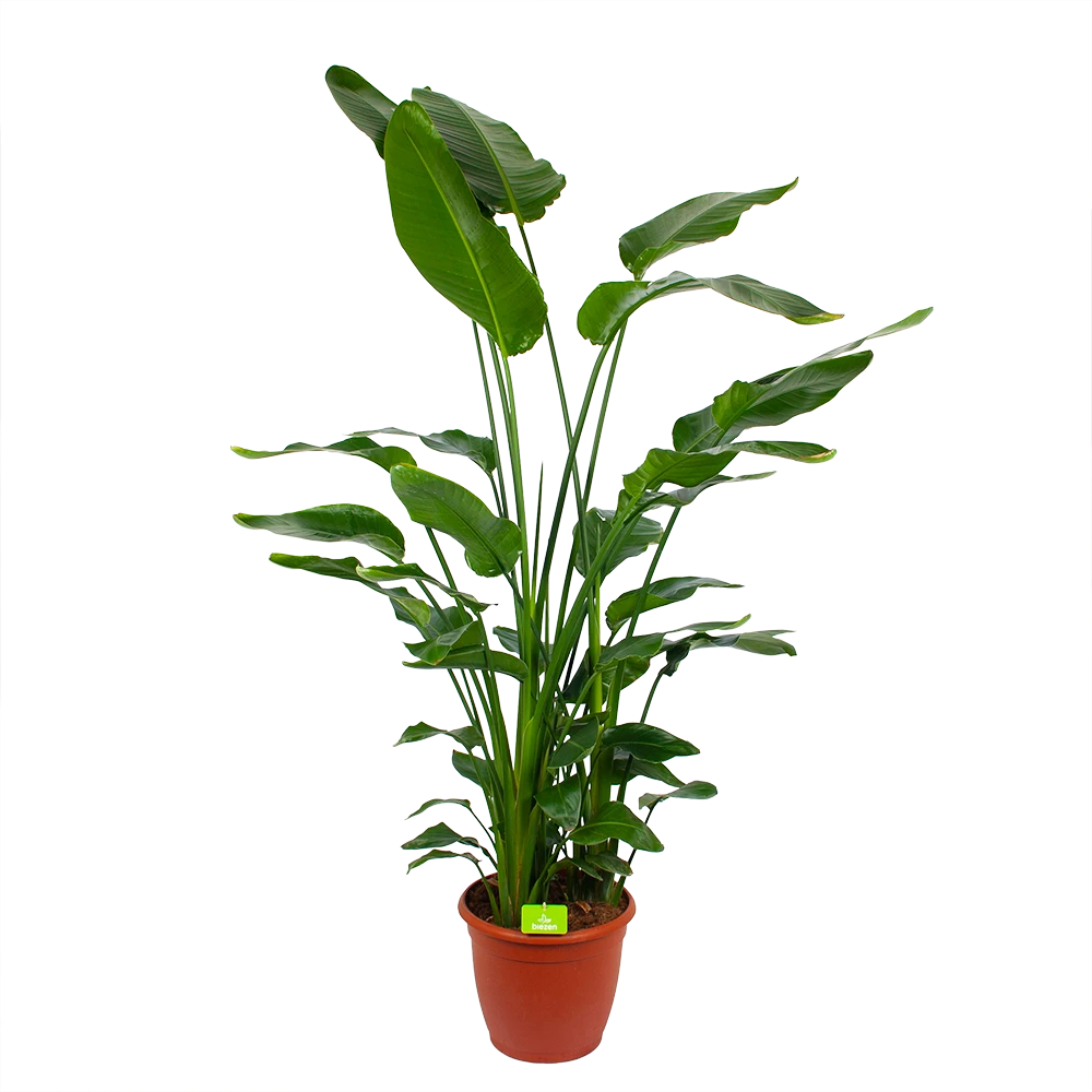 Strelitzia Nicolai - Paradijsvogelpant - P36 H170 - Kamerplant 1 Strelitzia Nicolai - Paradijsvogelpant - P36 H170 - Kamerplant