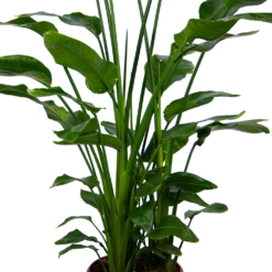 Strelitzia Nicolai - Paradijsvogelpant - P36 H170 - Kamerplant 7 Strelitzia Nicolai - Paradijsvogelpant - P36 H170 - Kamerplant -Plantenzadenmest Winkel strelitzia nicolai paradijsvogelpant p36 h170 kamerplant 4 1