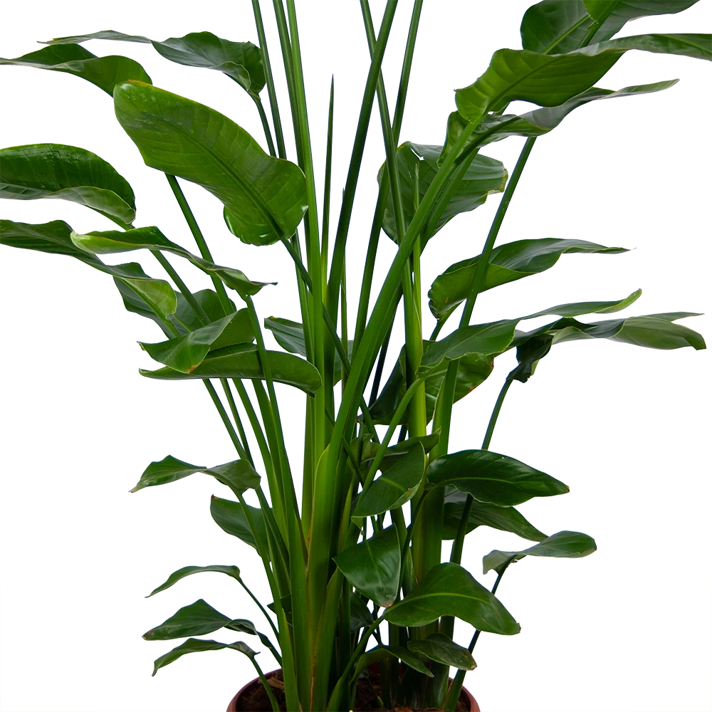 Strelitzia Nicolai - Paradijsvogelpant - P36 H170 - Kamerplant 3 Strelitzia Nicolai - Paradijsvogelpant - P36 H170 - Kamerplant - Afbeelding 3