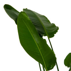 Strelitzia Nicolai - Paradijsvogelpant - P36 H170 - Kamerplant 8 Strelitzia Nicolai - Paradijsvogelpant - P36 H170 - Kamerplant -Plantenzadenmest Winkel strelitzia nicolai paradijsvogelpant p36 h170 kamerplant 6