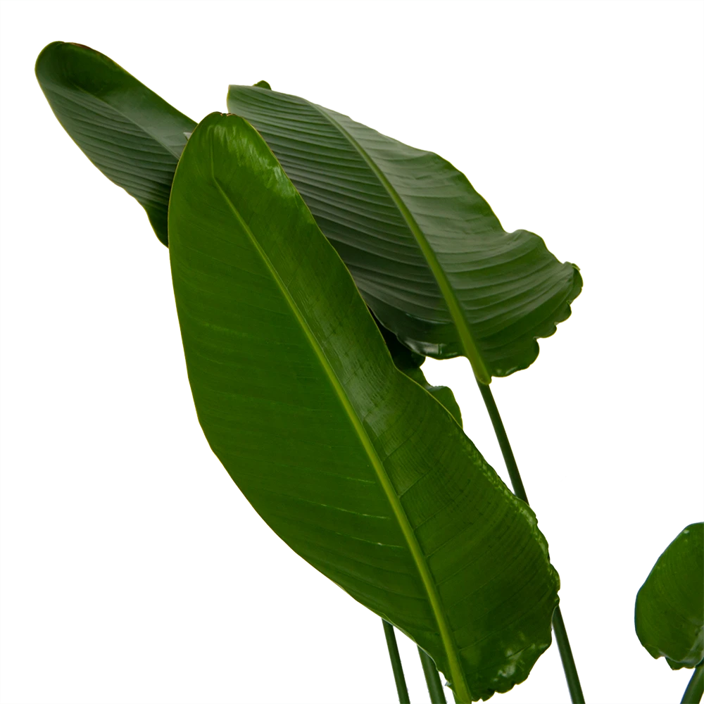 Strelitzia Nicolai - Paradijsvogelpant - P36 H170 - Kamerplant 4 Strelitzia Nicolai - Paradijsvogelpant - P36 H170 - Kamerplant - Afbeelding 4