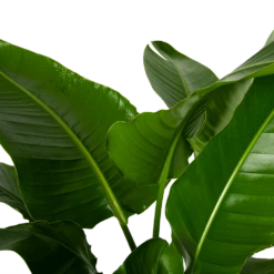 Strelitzia Nicolai - Paradijsvogelpant - P38 H160 - Kamerplant -Plantenzadenmest Winkel strelitzia nicolai paradijsvogelpant p38 h160 4