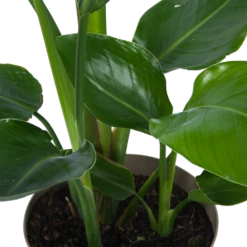 Strelitzia Nicolai - Paradijsvogelplant - P17 H60 - Kamerplant -Plantenzadenmest Winkel strelitzia nicolai paradijsvogelplant p17 h60 6