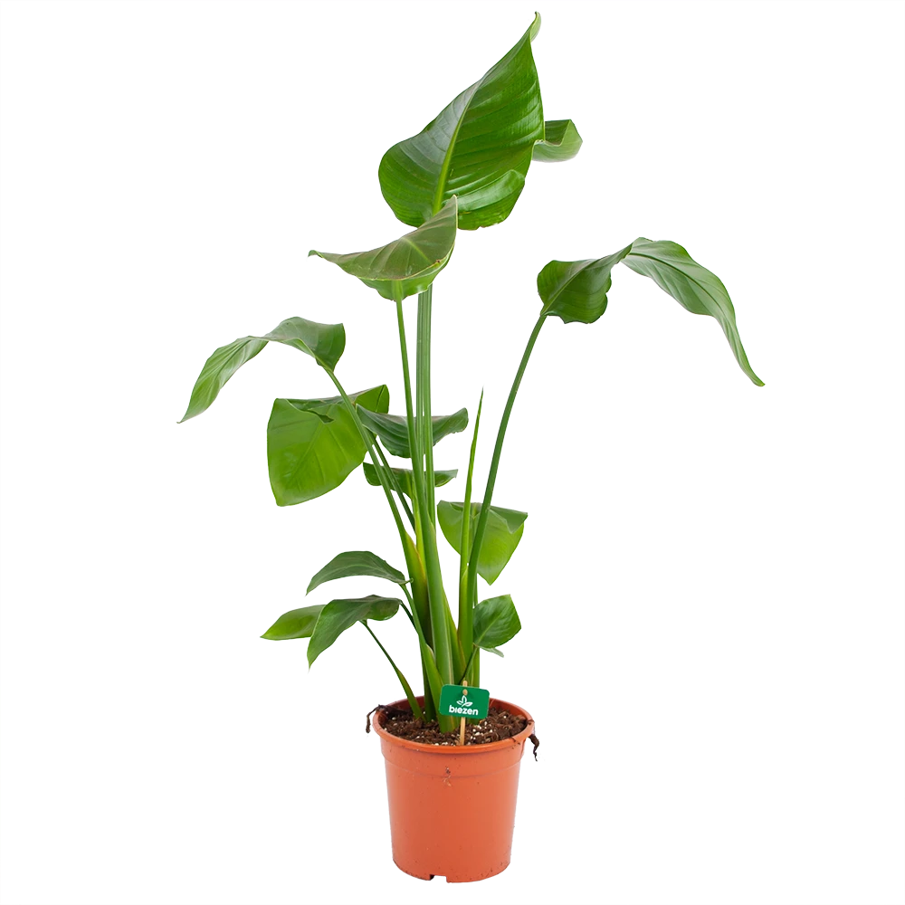 Strelitzia Nicolai - Paradijsvogelplant - P17 H80 - Kamerplant 1 Strelitzia Nicolai - Paradijsvogelplant - P17 H80 - Kamerplant