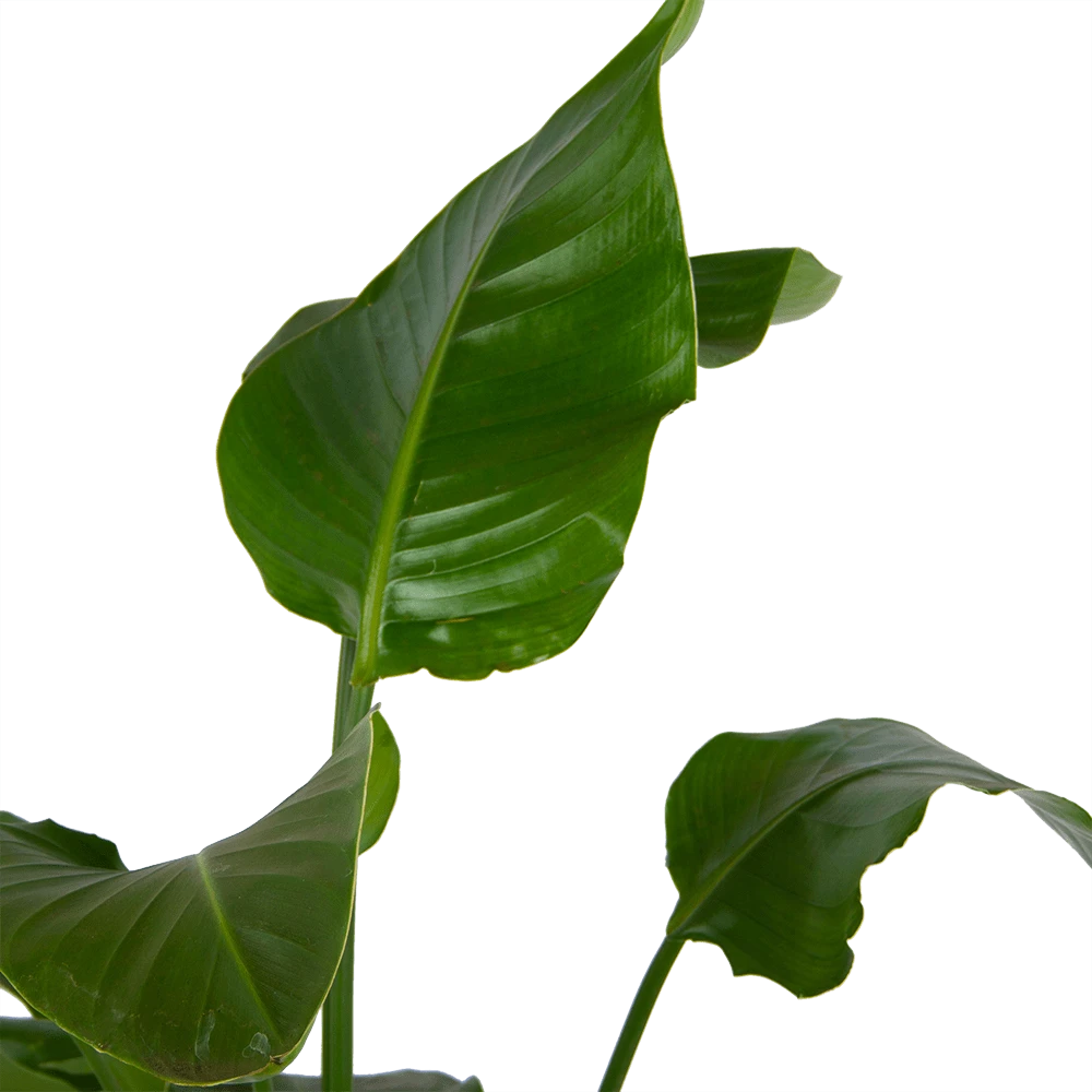 Strelitzia Nicolai - Paradijsvogelplant - P21 H120 - Kamerplant 2 Strelitzia Nicolai - Paradijsvogelplant - P21 H120 - Kamerplant - Afbeelding 2