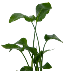 Strelitzia Nicolai - Paradijsvogelplant - P21 H120 - Kamerplant 6 Strelitzia Nicolai - Paradijsvogelplant - P21 H120 - Kamerplant -Plantenzadenmest Winkel strelitzia nicolai paradijsvogelplant p21 h120 kamerplant 3