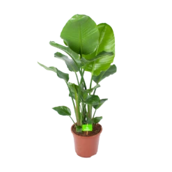 Strelitzia Nicolai - Paradijsvogelplant - P27 H110 - Kamerplant