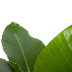 Strelitzia Nicolai - Paradijsvogelplant - P27 H110 - Kamerplant -Plantenzadenmest Winkel strelitzia nicolai paradijsvogelplant p27 h110 6 2