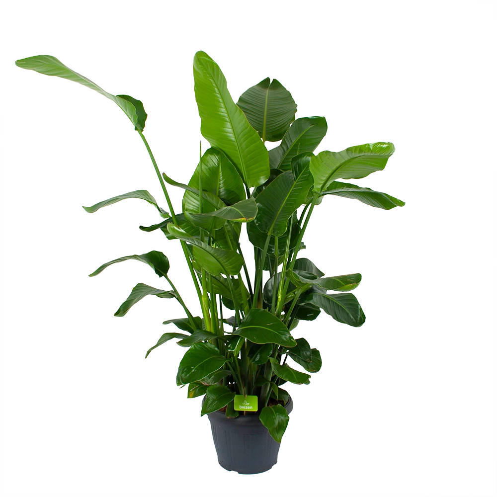 Strelitzia Nicolai - Paradijsvogelplant - P35 H130 - Kamerplant 1 Strelitzia Nicolai - Paradijsvogelplant - P35 H130 - Kamerplant