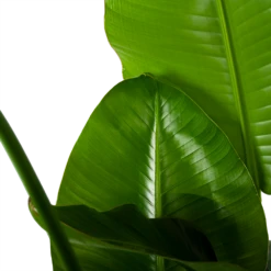 Strelitzia Nicolai - Paradijsvogelplant - P35 H130 - Kamerplant 6 Strelitzia Nicolai - Paradijsvogelplant - P35 H130 - Kamerplant -Plantenzadenmest Winkel strelitzia nicolai paradijsvogelplant p35 h130 6