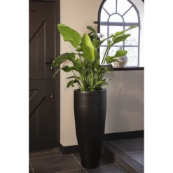 Strelitzia Nicolai - Paradijsvogelplant - P35 H200 - Kamerplant -Plantenzadenmest Winkel strelitzia nicolai paradijsvogelplant p35 h200 5