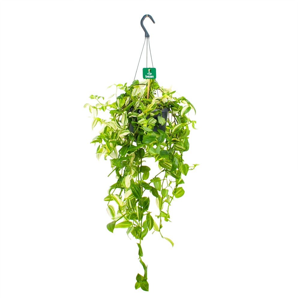 Tradescantia Yellow Hill - Vaderplant - In Hangpot - P17 H40 - Kamerplant 1 Tradescantia Yellow Hill - Vaderplant - In Hangpot - P17 H40 - Kamerplant