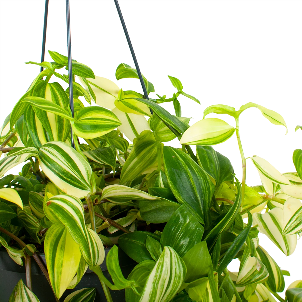 Tradescantia Yellow Hill - Vaderplant - In Hangpot - P17 H40 - Kamerplant 2 Tradescantia Yellow Hill - Vaderplant - In Hangpot - P17 H40 - Kamerplant - Afbeelding 2