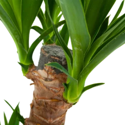 Yucca - Palmlelie - P17 H70 - Kamerplant -Plantenzadenmest Winkel yucca palmlelie p17 h70 6