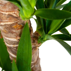 Yucca - Palmlelie - P19 H90 - Kamerplant -Plantenzadenmest Winkel yucca palmlelie p19 h90 6