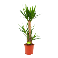 Yucca - Palmlelie - P21 H100 - Kamerplant