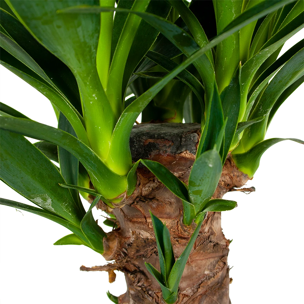 Yucca - Palmlelie - P24 H120 - Kamerplant 3 Yucca - Palmlelie - P24 H120 - Kamerplant - Afbeelding 3