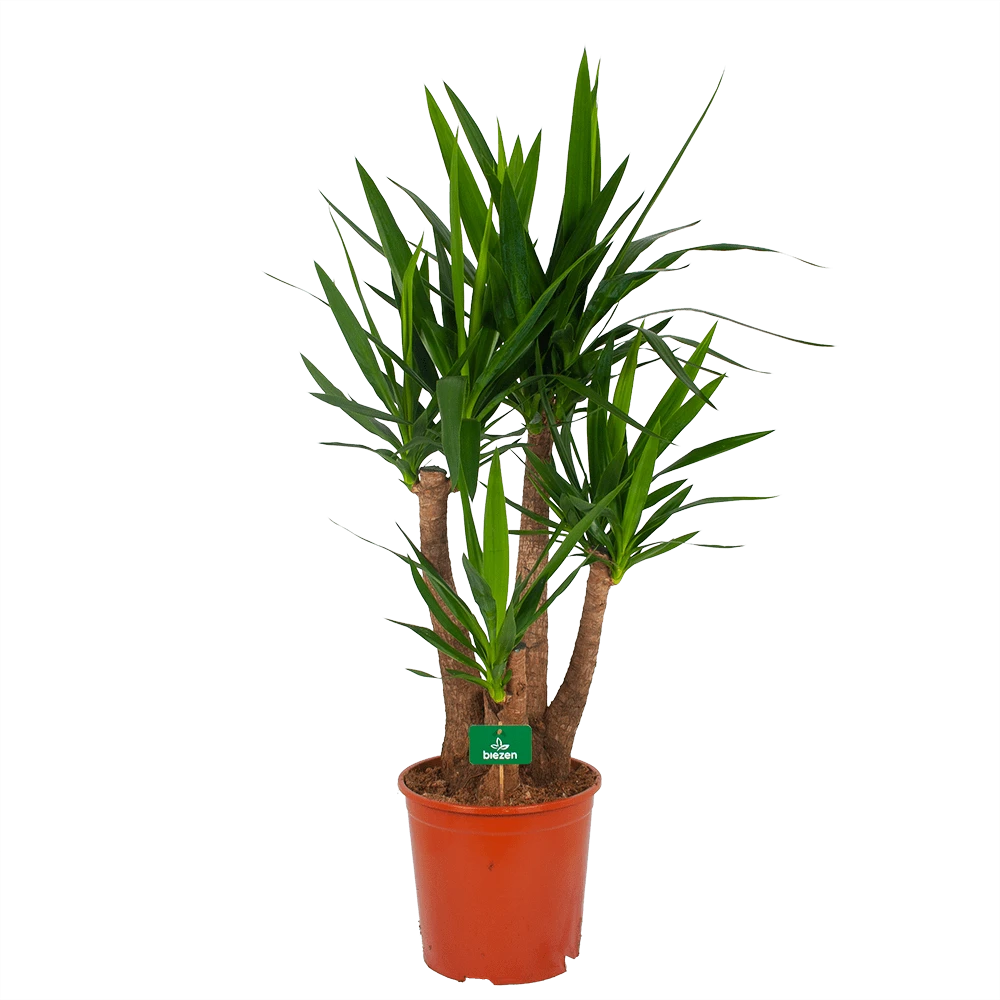 Yucca - Vertakt - Palmlelie - P30 H130 - Kamerplant 1 Yucca - Vertakt - Palmlelie - P30 H130 - Kamerplant