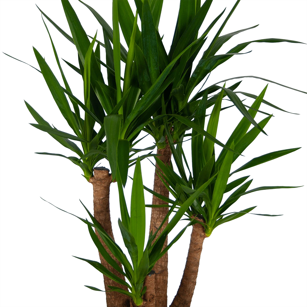 Yucca - Vertakt - Palmlelie - P30 H130 - Kamerplant 2 Yucca - Vertakt - Palmlelie - P30 H130 - Kamerplant - Afbeelding 2