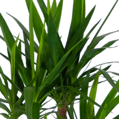 Yucca - Vertakt - Palmlelie - P30 H130 - Kamerplant 6 Yucca - Vertakt - Palmlelie - P30 H130 - Kamerplant -Plantenzadenmest Winkel yucca vertakt palmlelie p30 h130 kamerplant 4