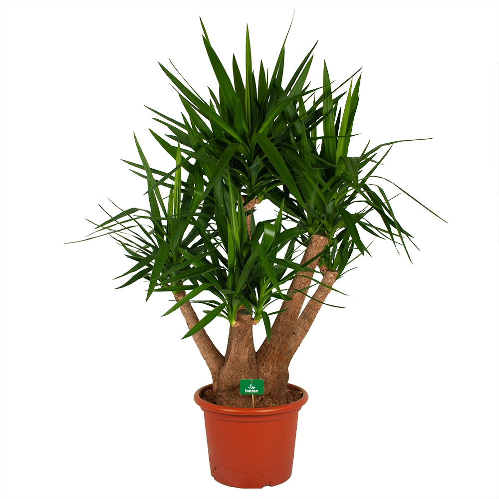Yucca - Vertakt - Palmlelie - P45 H170 - Kamerplant 1 Yucca - Vertakt - Palmlelie - P45 H170 - Kamerplant