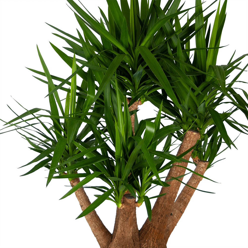 Yucca - Vertakt - Palmlelie - P45 H170 - Kamerplant 2 Yucca - Vertakt - Palmlelie - P45 H170 - Kamerplant - Afbeelding 2