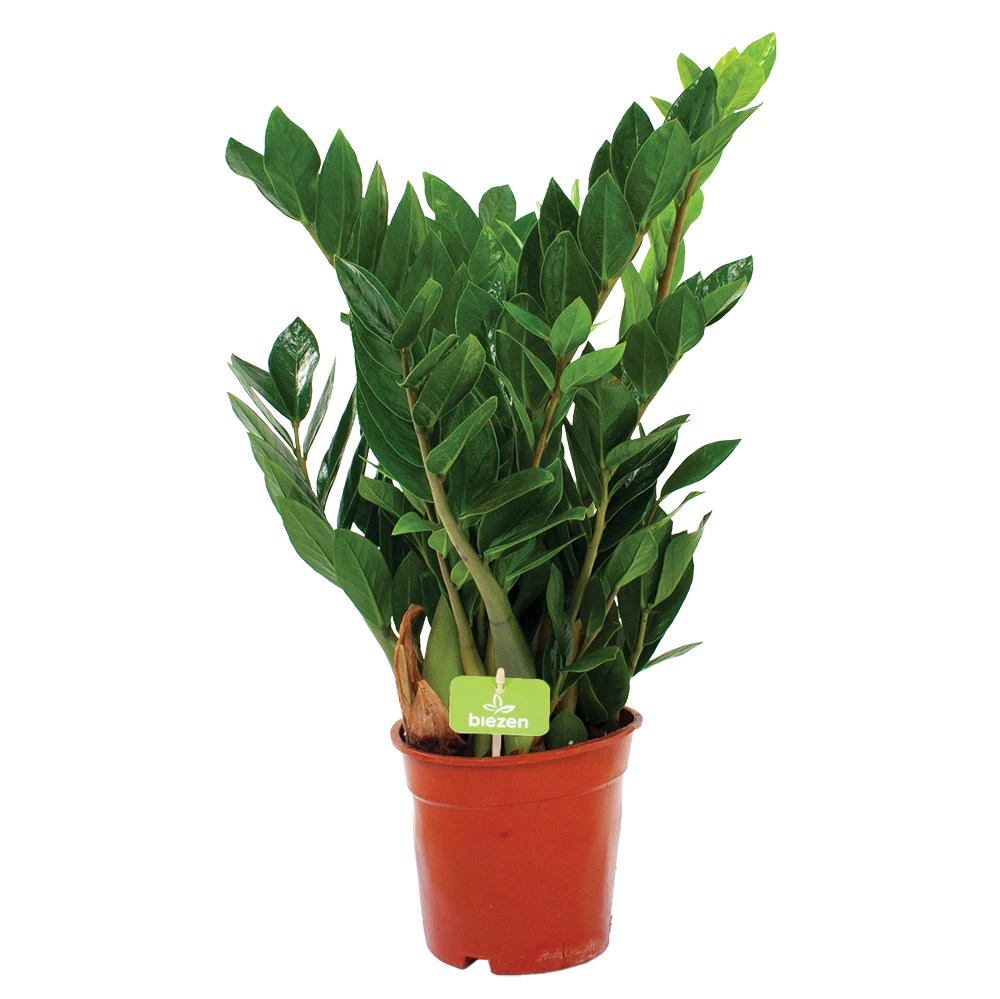 Zamioculcas Zamiifolia - Emerald Palm - P17 H60 - Kamerplant 2 Zamioculcas Zamiifolia - Emerald Palm - P17 H60 - Kamerplant - Afbeelding 2