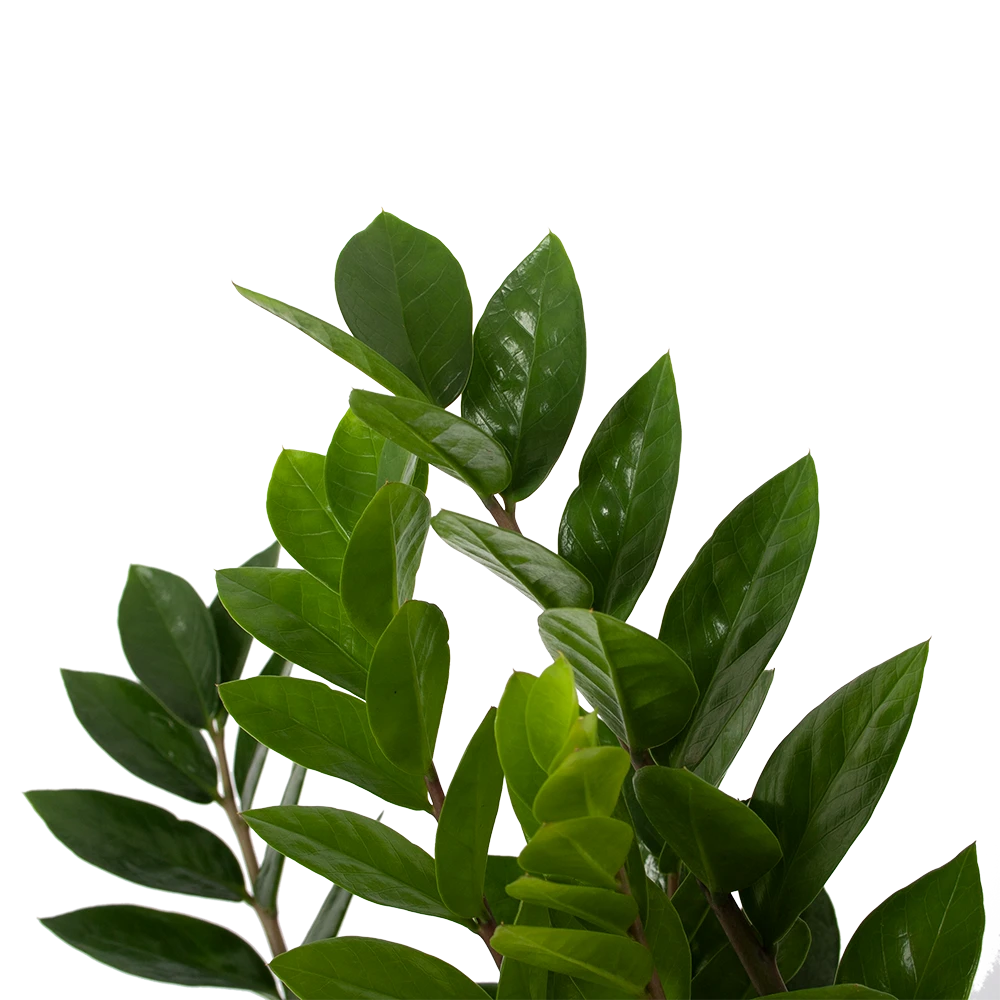 Zamioculcas Zamiifolia - Emerald Palm - P17 H60 - Kamerplant 1 Zamioculcas Zamiifolia - Emerald Palm - P17 H60 - Kamerplant