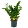 Zamioculcas Zamiifolia - Emerald Palm - P19 H70 - Kamerplant